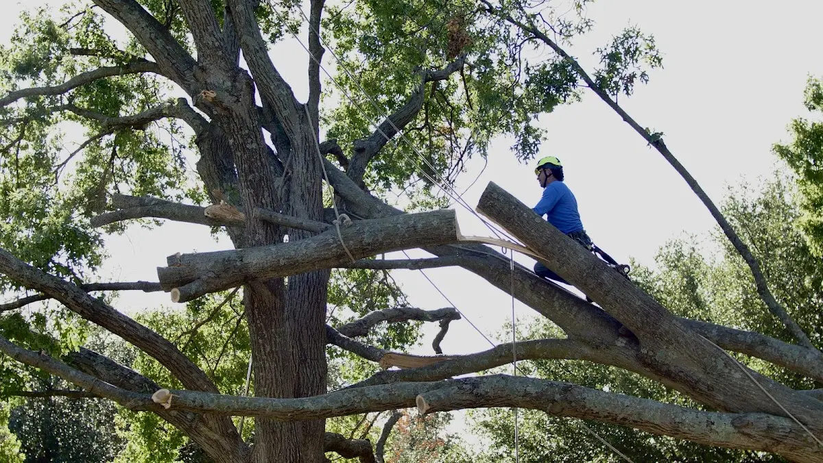 Professional Crown Thinning performed by certified arborists in Coeur d'Alene